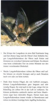 Faltblatt 'Die Langohren' (Seite 2)